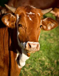 Brown Cow